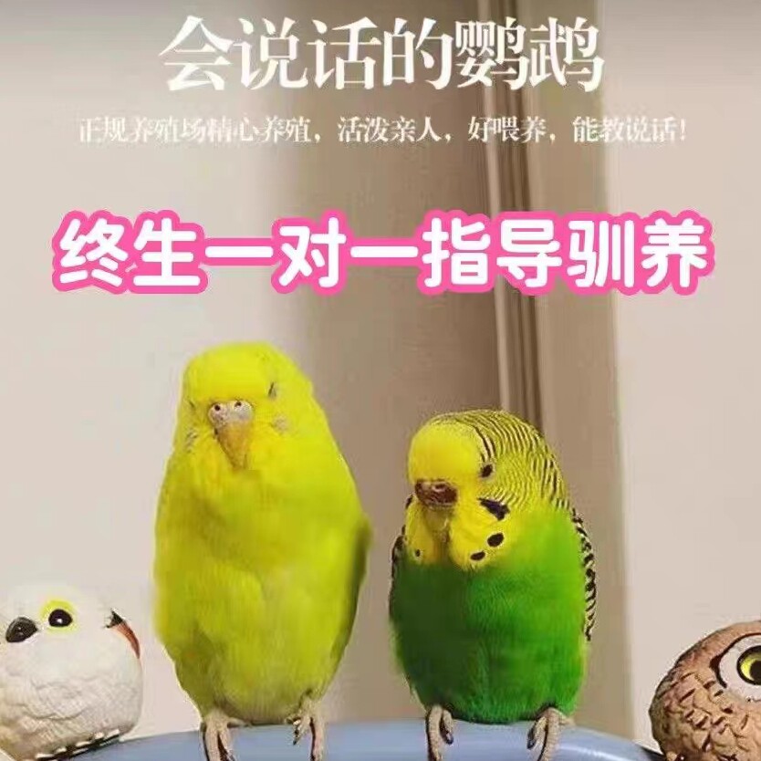 精品手养纯种一代繁殖基地