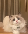 Jerry五小只