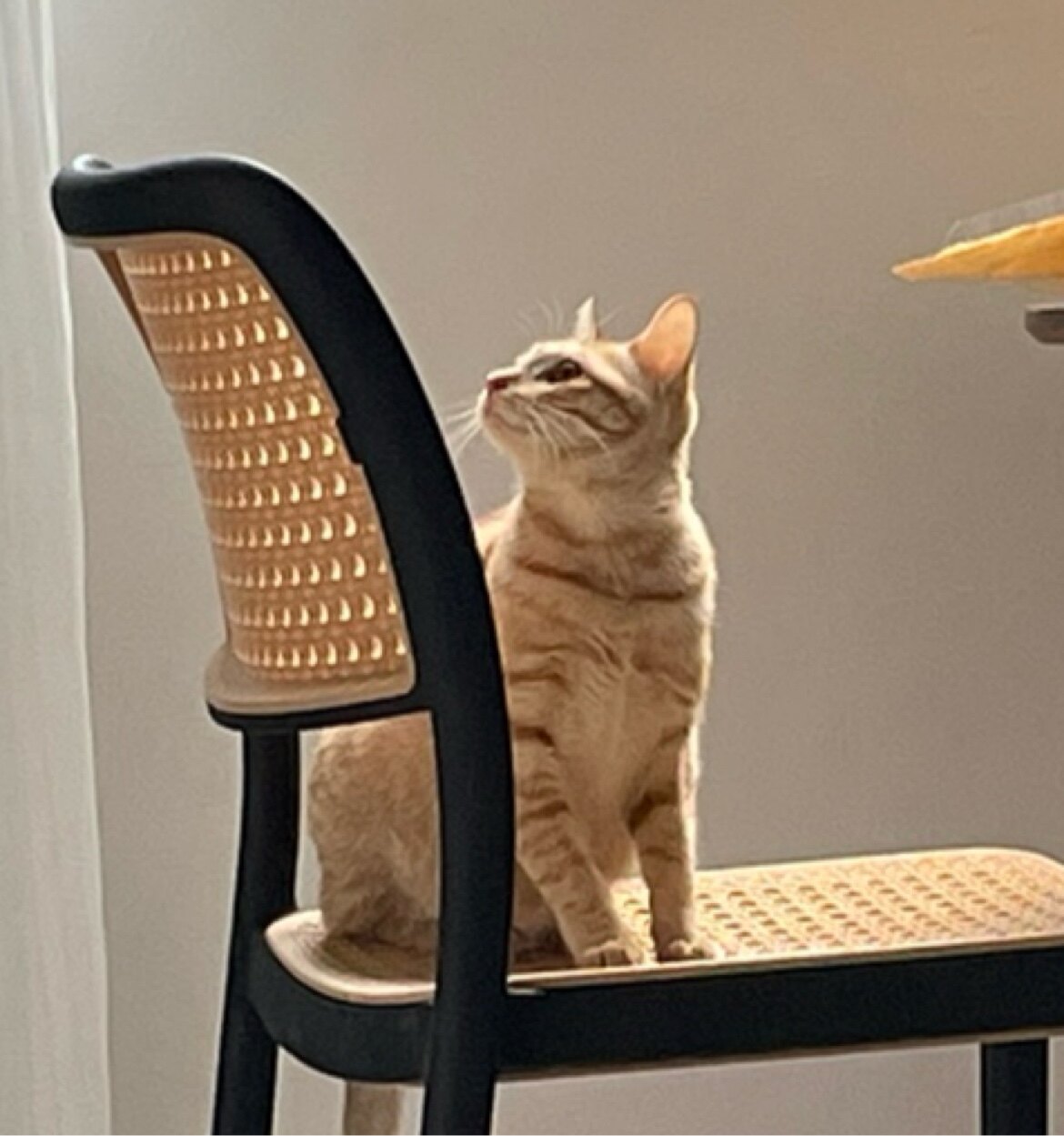 乌啦啦是只小橘猫