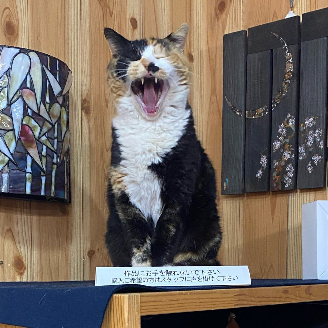 黑猫酱日代杂货铺