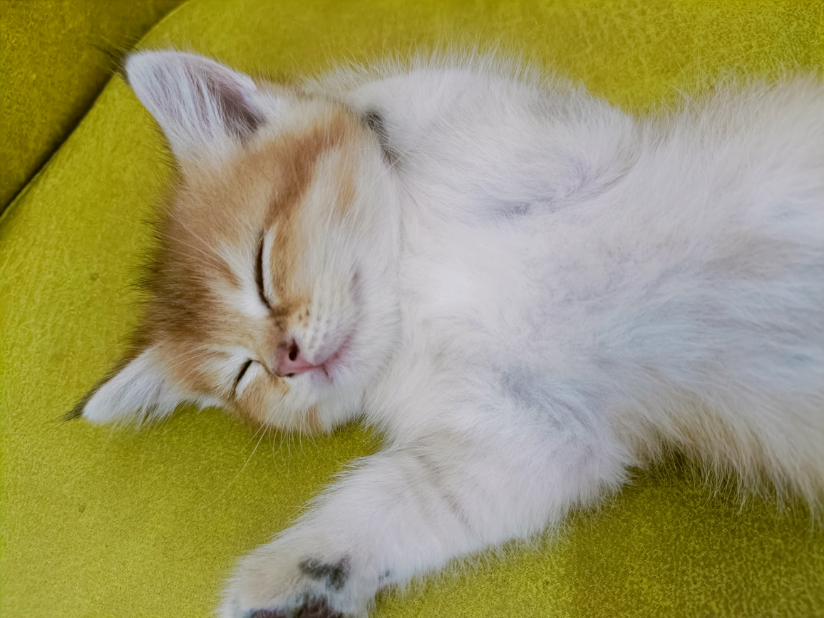 爱猫爱狗杂货铺