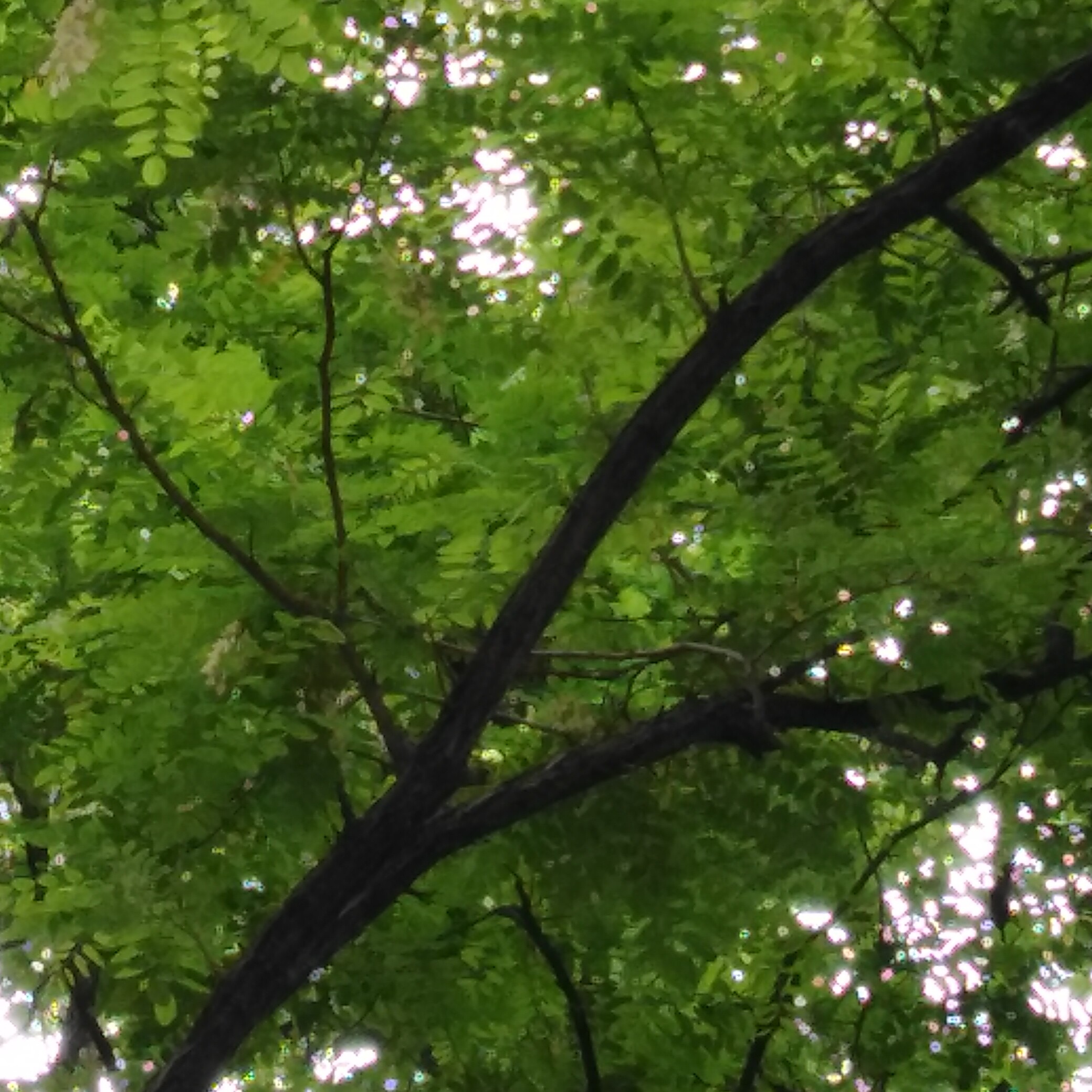 湛蓝牧蜂记
