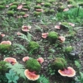 仙草林长白山灵芝孢子粉基地