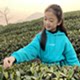 西湖一品茶