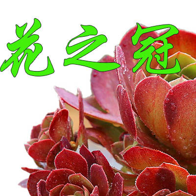 景月花之冠专卖店