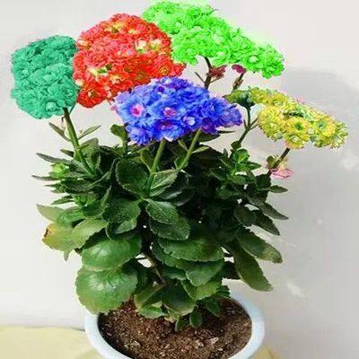 进口稀有长寿花基地