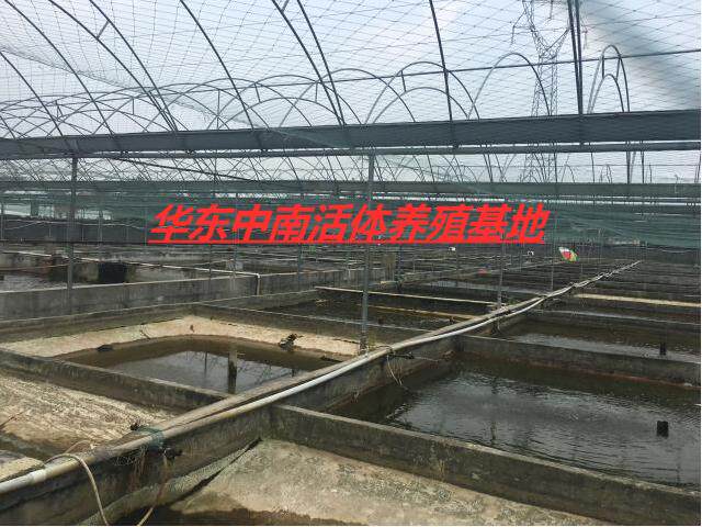 湖北鱼苗活体养殖基地
