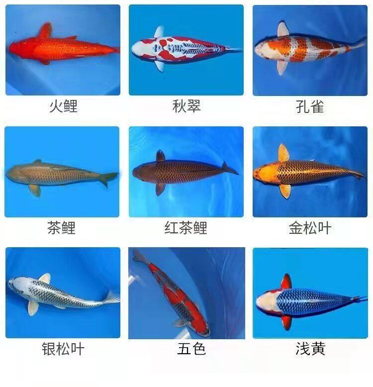 好运渔场