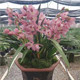 新壕兰花绿植园艺