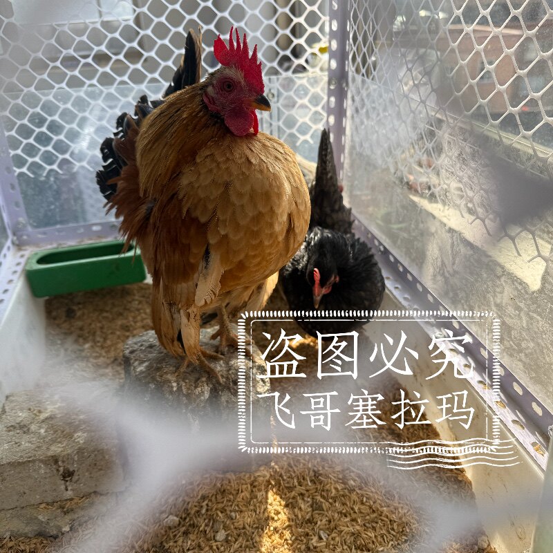 飞哥塞拉玛