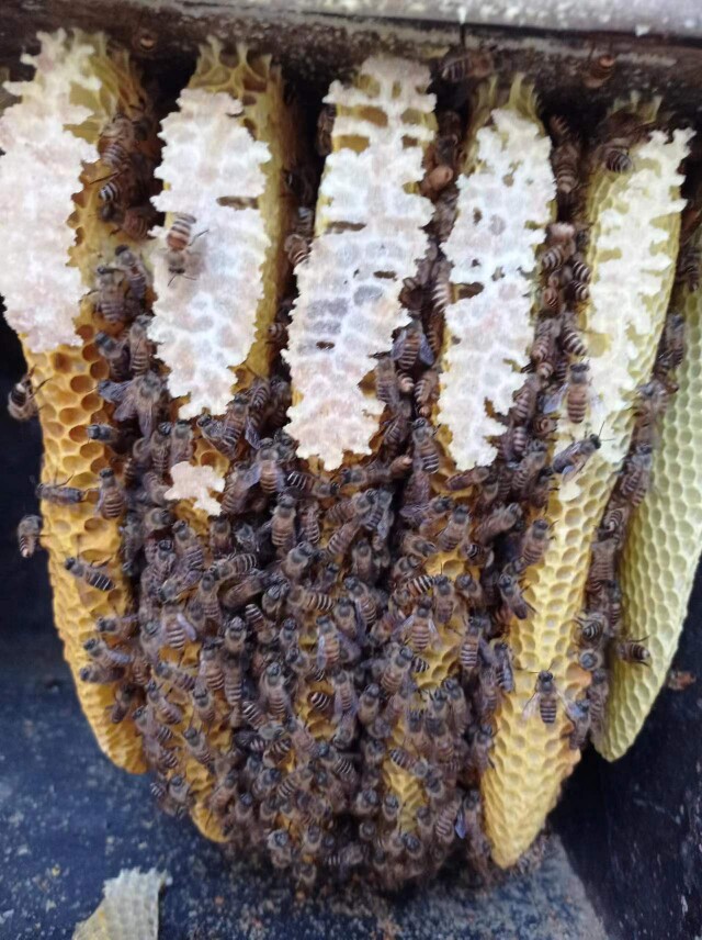 蜜养福生态土蜂蜜