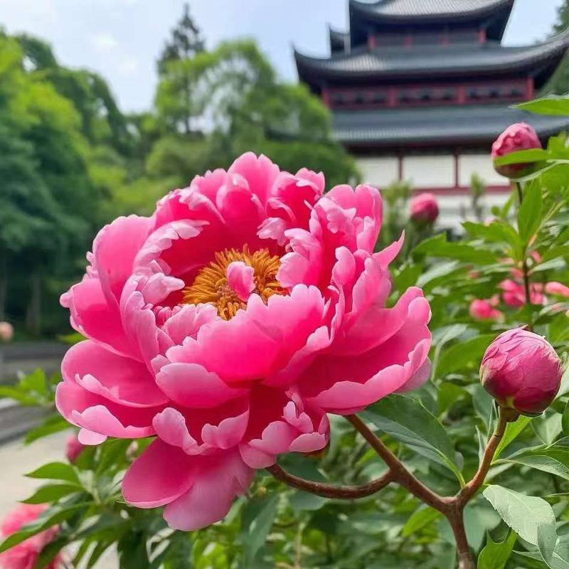 国花牡丹基地直发