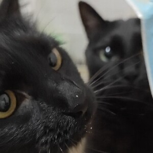 兔兔酱XI的猫咪小铺