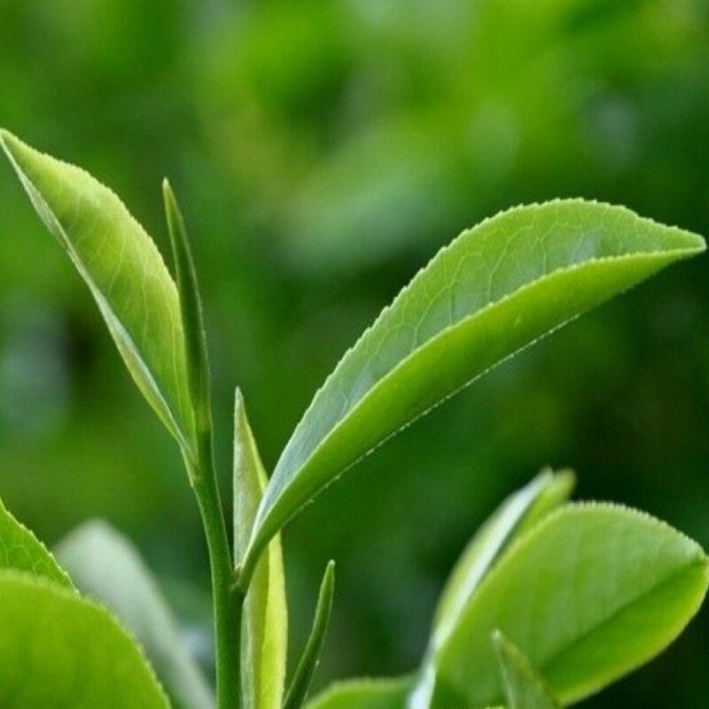 聚隆阁茶叶