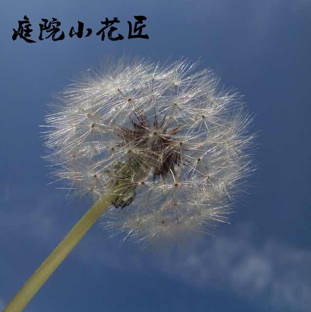 庭院小花匠 店铺LOGO