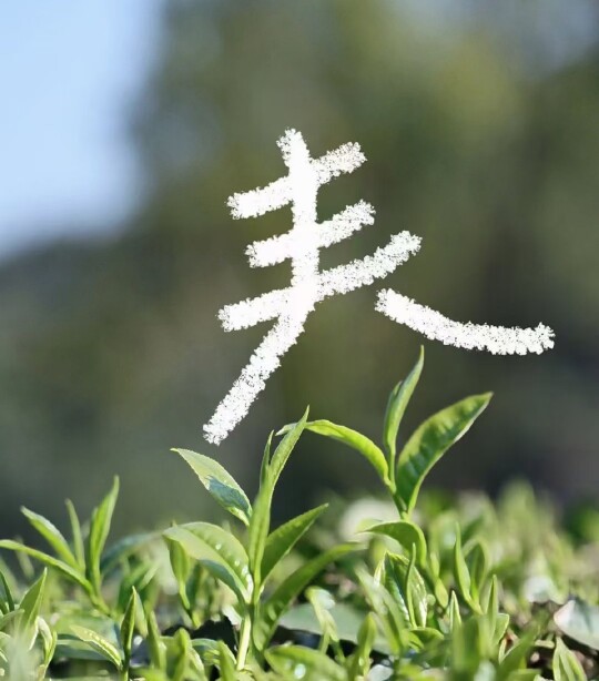 一流茶