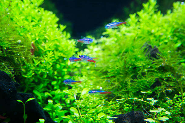 飞鱼水族馆