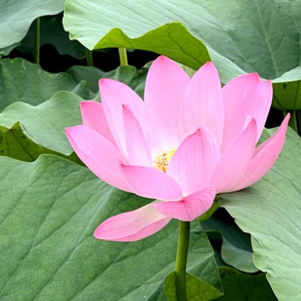 芙蓉花开中式美陈