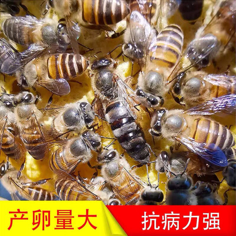 红珊瑚艾思美城