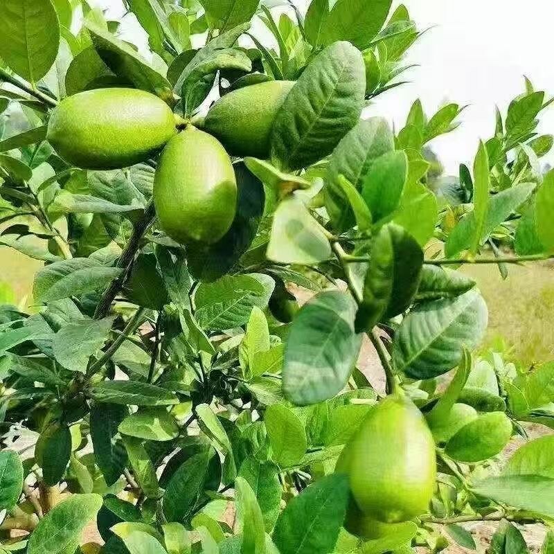 香果香水柠檬果园基地
