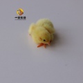 芦丁鸡10年老店  养殖16年 店铺LOGO