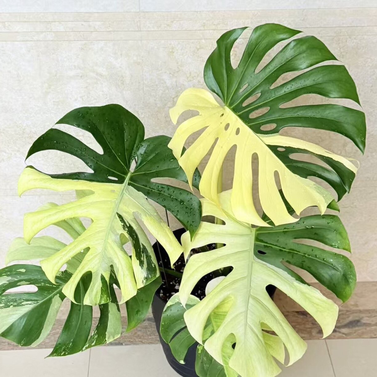 虎哥植园
