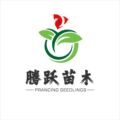 腾跃苗木