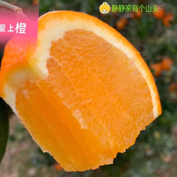 静静家有个山头