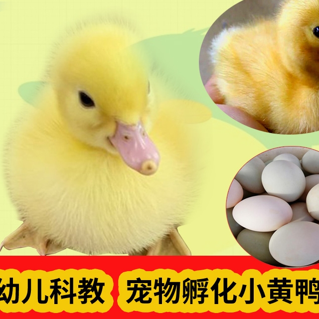 小猫爱孵化