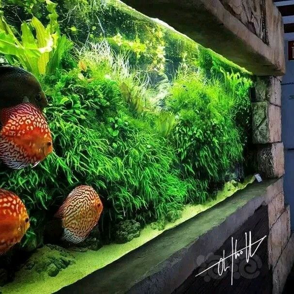 石头水草工作室