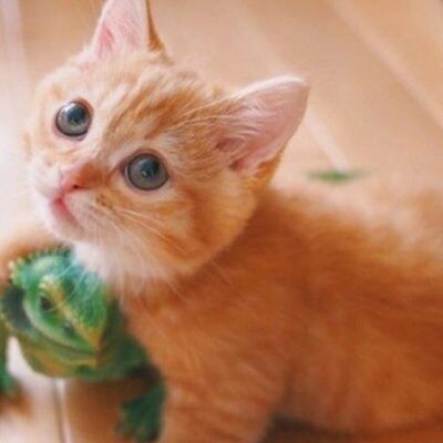 猫十六