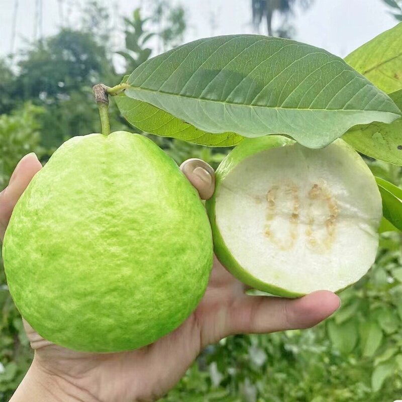 瑞红果业