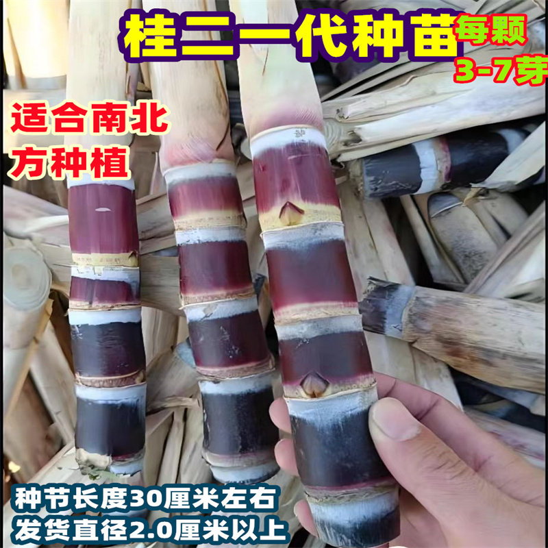 老农民绿色种业种植