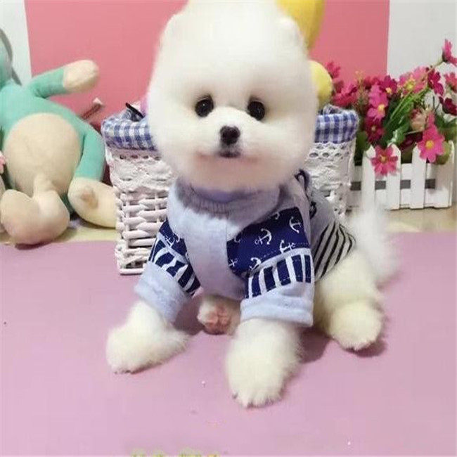 广东宠物十年犬舍