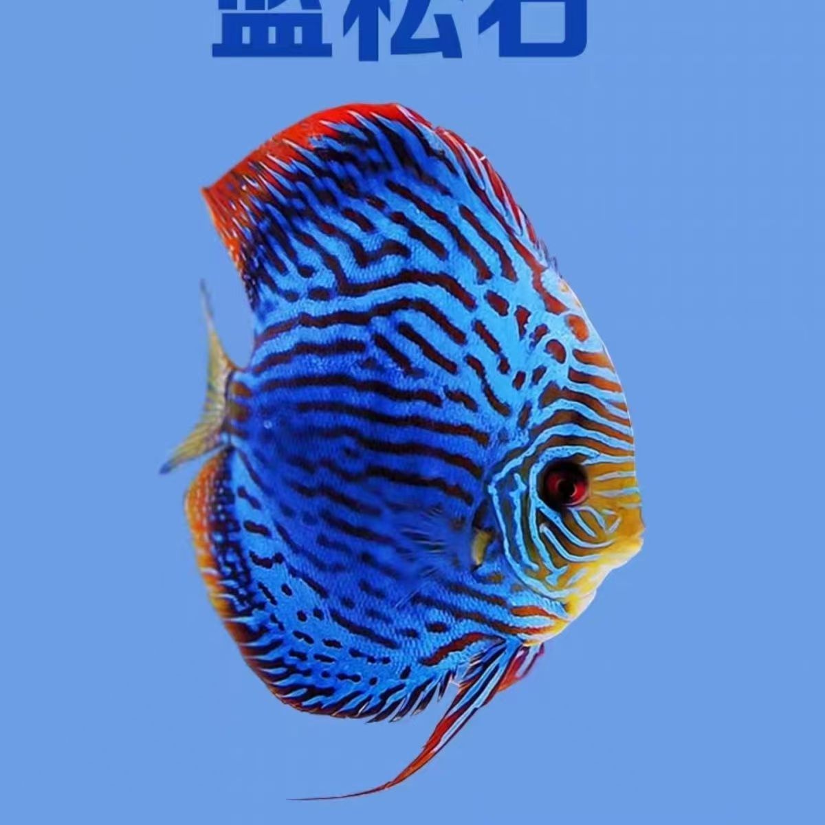 七彩神仙渔场