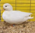 灿宏柯尔鸭品牌店