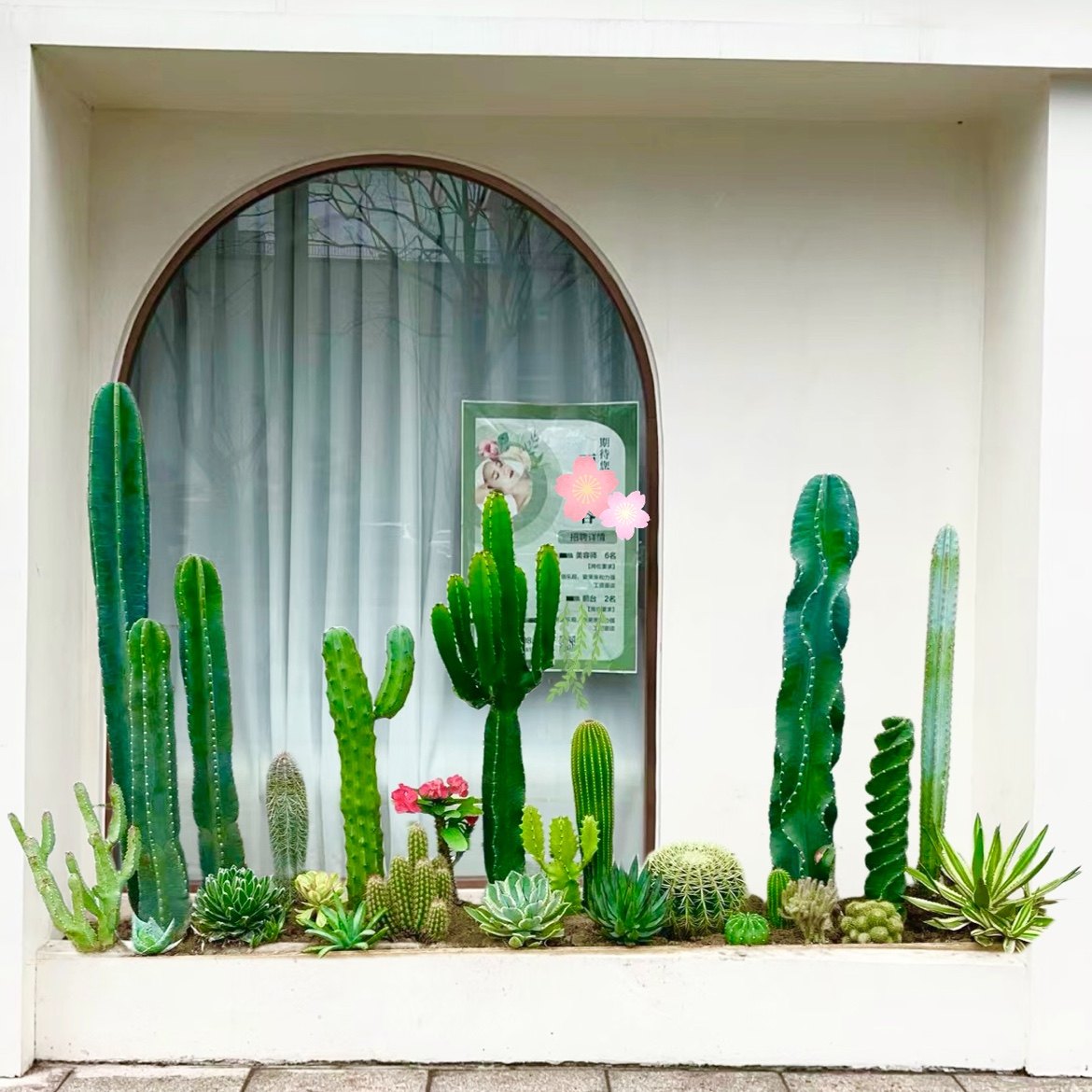 惠乐花卉 沙生植物造景