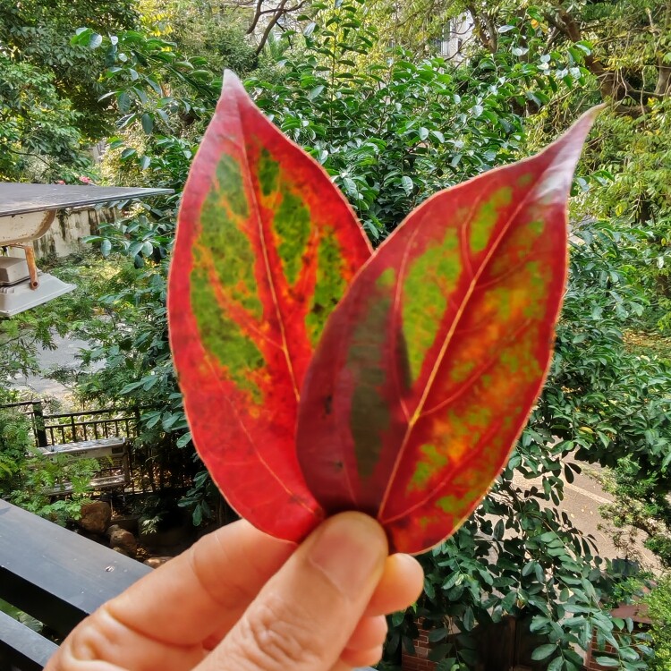 有故事的绿植