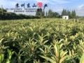 吴中区东山石井湾苗木场