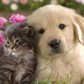 小逗犬猫生活馆