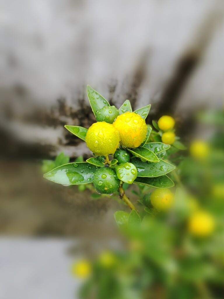 星阅绿植一新会蟠龙桔