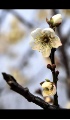 江北花卉