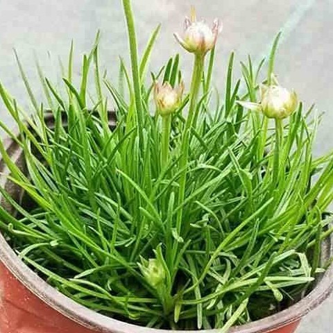 兔兔花卉园艺