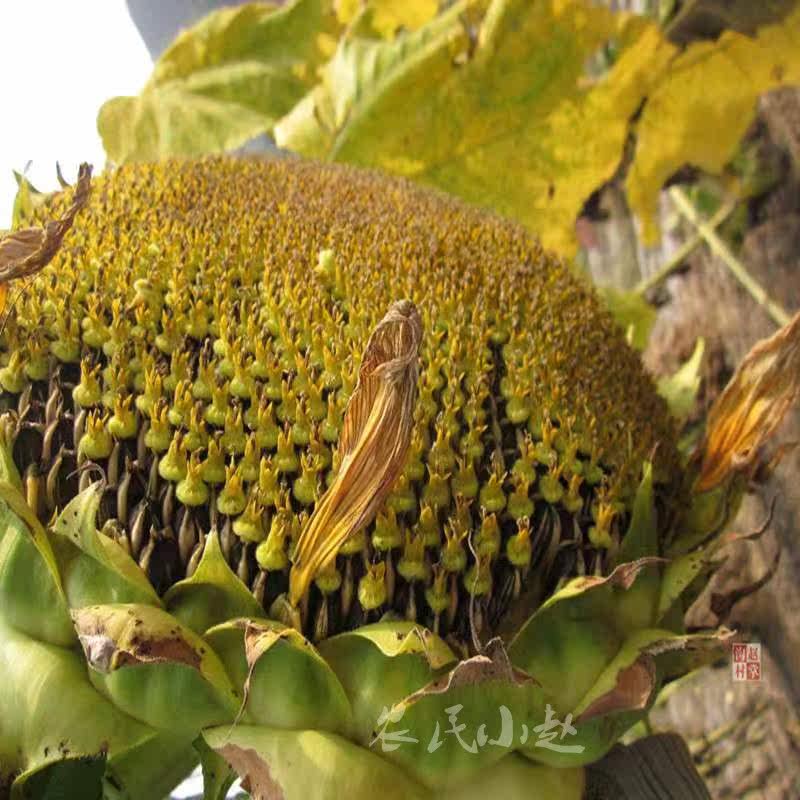 甘肃葵花基地直供