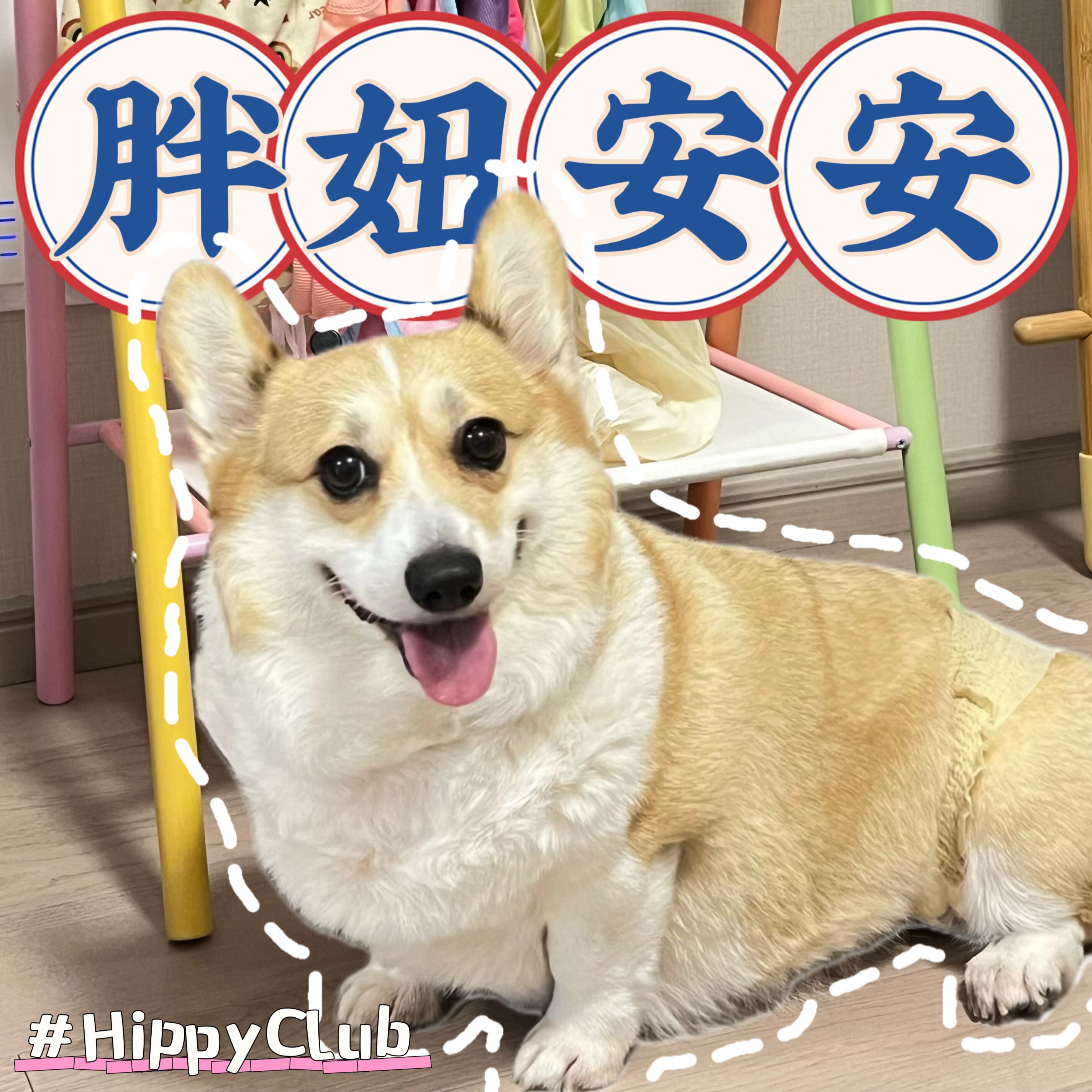 胖妞安安的宠物商店