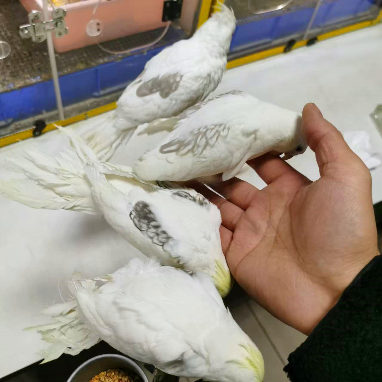 鹦鹉趣味