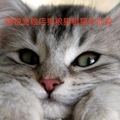 锦锐宠粮店狗粮猫粮猫砂批发