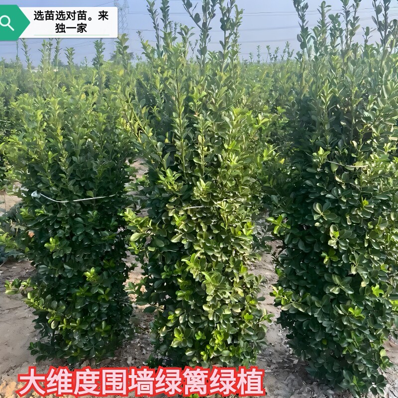 小玉姐精品绿化园林