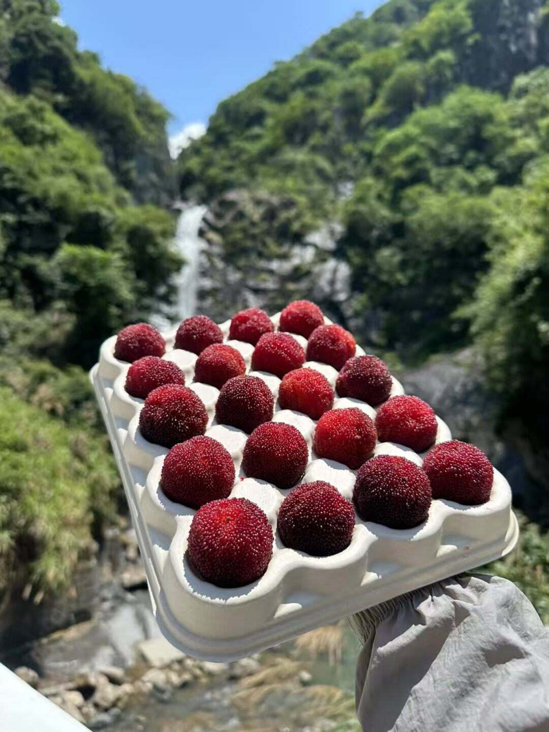 卖杨梅的第九年