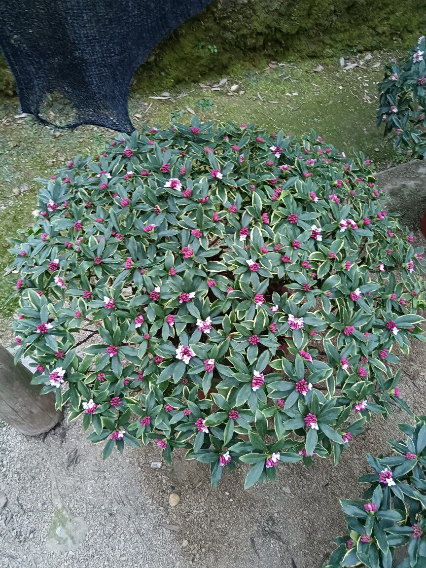 江西大余金边瑞香花圃